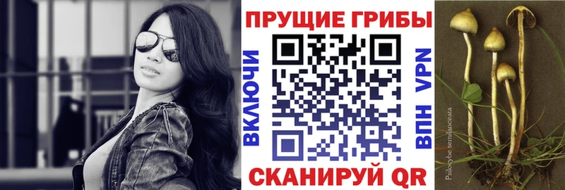 OMG ссылка  Венёв  Псилоцибиновые грибы GOLDEN TEACHER 